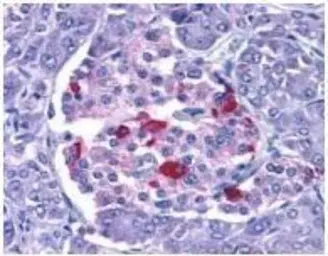 Anti-EndoG antibody used in IHC (Paraffin sections) (IHC-P). GTX10522